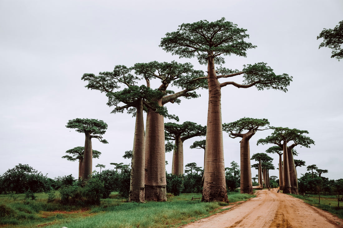 Baobab: most underrated superfood for gut & skin